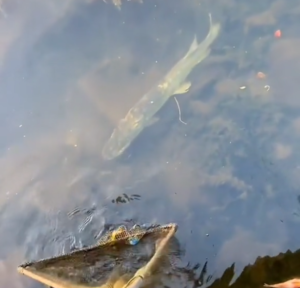 Une canne à pêche? Pourquoi faire?