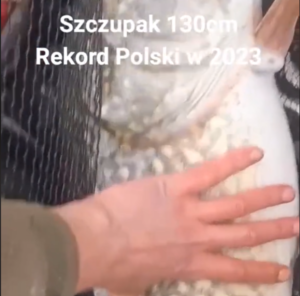 Brochet de 1m30 en Pologne, szczupak!