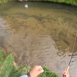 trout fly fishing