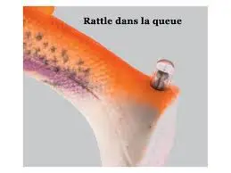 Système rattle intégré du Savage Gear 4D Trout Rattle Shad en détail