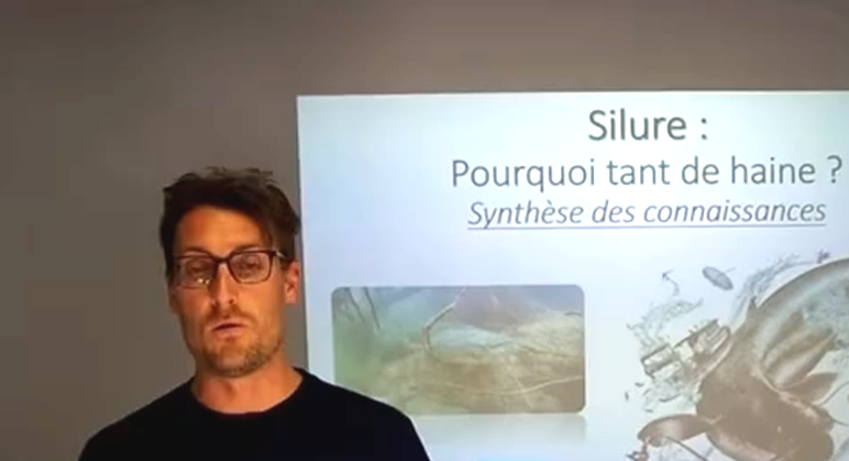 silure