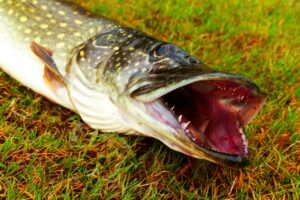Brochet gueule ouverte posé sur l'herbe