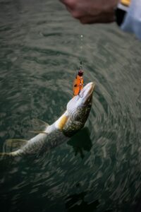 Brochet accroché à un leurre orange suspendu au-dessus de l'eau