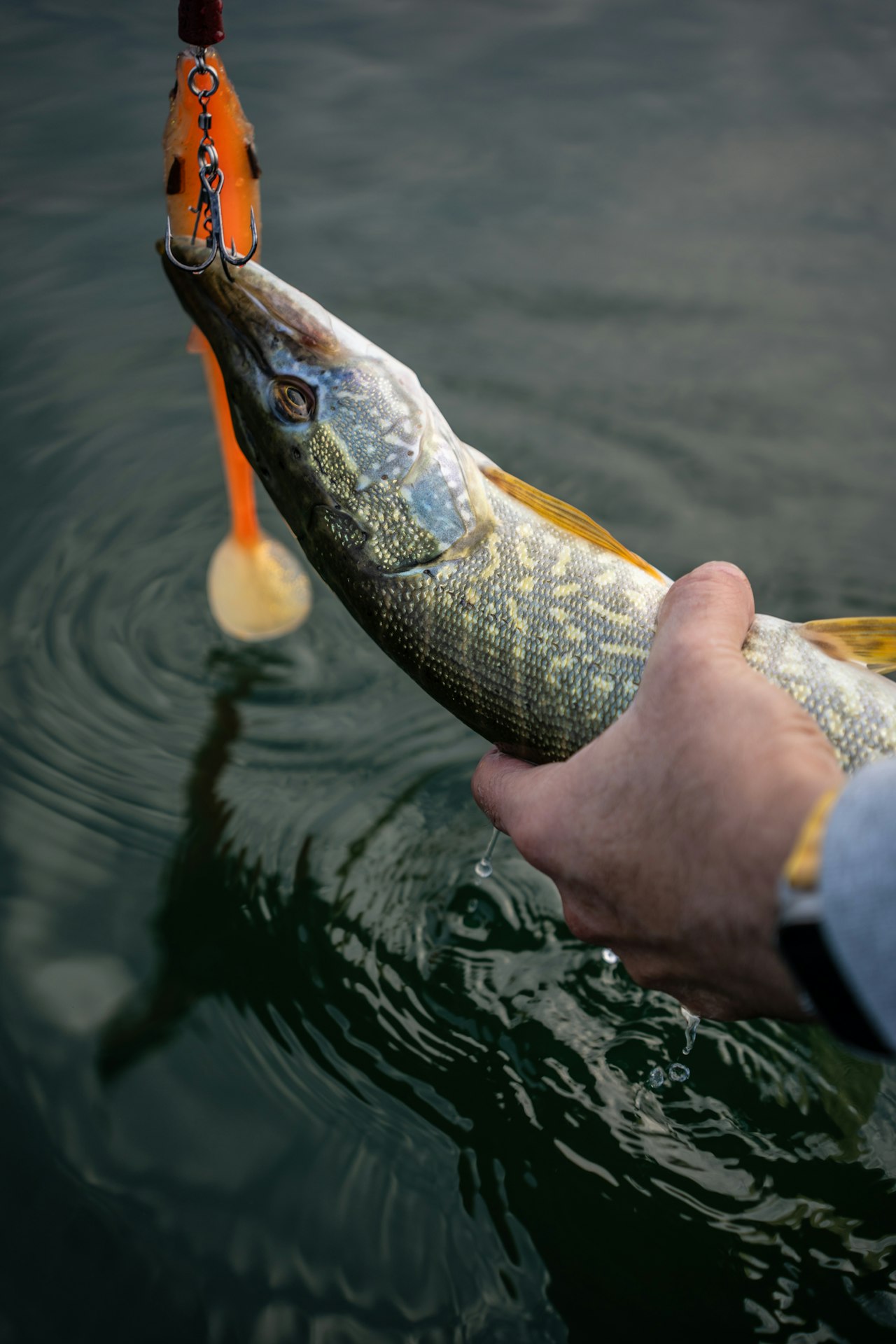 Brochet tenu en main avec leurre orange au bord de l'eau